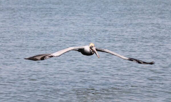 Hilton Head: Sunset or Daytime Dolphin Watching Cruise - Frequently Asked Questions