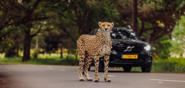 Hilvarenbeek: Safaripark Beekse Bergen Entry Ticket - Ticket Details and Options