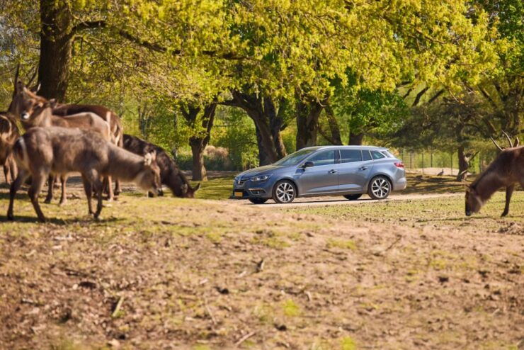 Hilvarenbeek: Safaripark Beekse Bergen Entry Ticket - Safari Experience