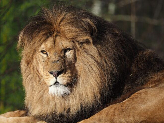 Hilvarenbeek: Safaripark Beekse Bergen Entry Ticket - Additional Information