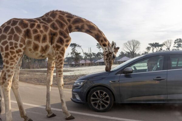 Hilvarenbeek: Safaripark Beekse Bergen Entry Ticket - Save on Ticket Price