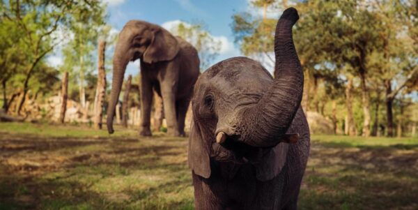 Hilvarenbeek: Safaripark Beekse Bergen Entry Ticket - Common Questions