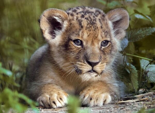Hilvarenbeek: Safaripark Beekse Bergen Entry Ticket - The Sum Up