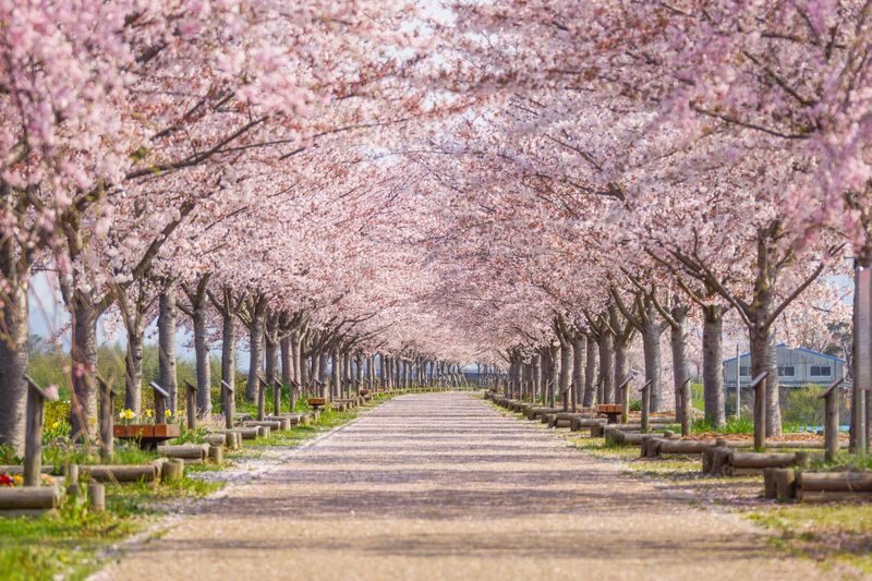 Himeji Castle, Kobe Mt. Rokko & Arima Onsen Day Trip (Spring/Year-round) - The day’s pace and the practical details
