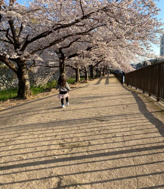 Himeji: Cherry Blossom Picnic Tour with Food & Drinks - Photography and Photo Opportunities