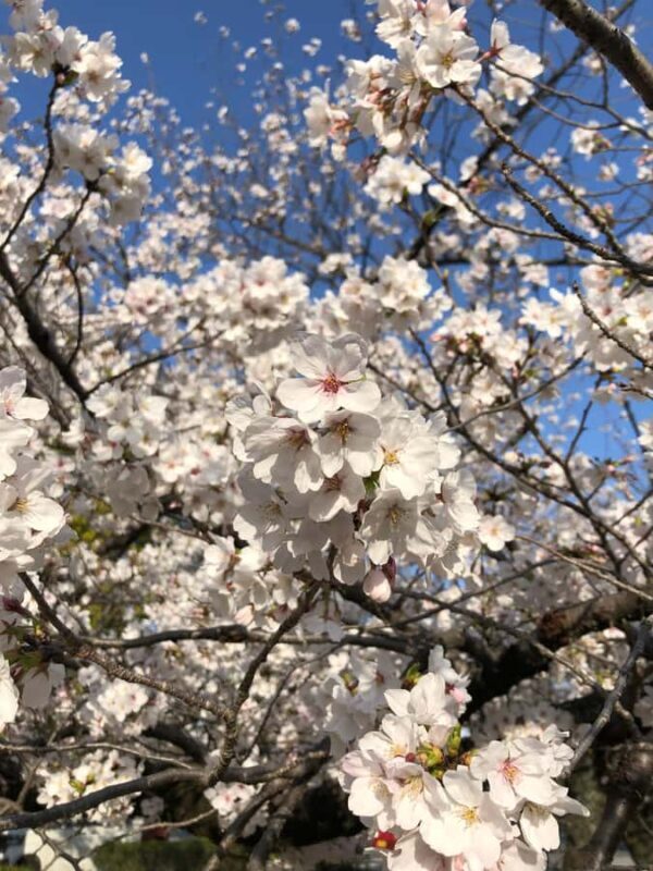 Himeji: Cherry Blossom Picnic Tour with Food & Drinks - Group Size and Accessibility