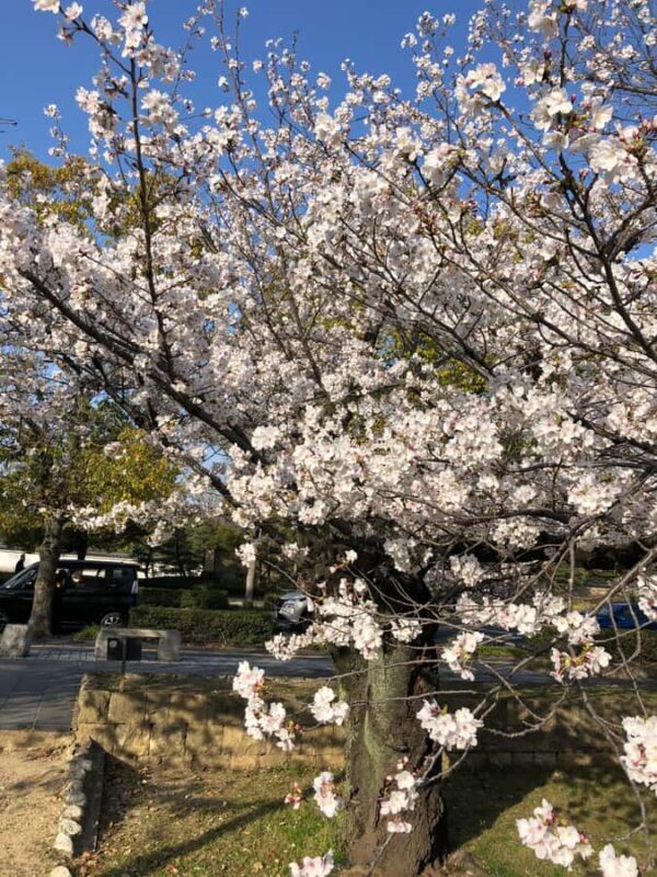 Himeji: Cherry Blossom Picnic Tour with Food & Drinks - Duration and Flexibility