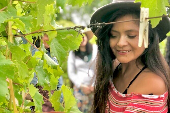 Hinterland Heritage Wine Tour - The Itinerary: What You’ll See and Do