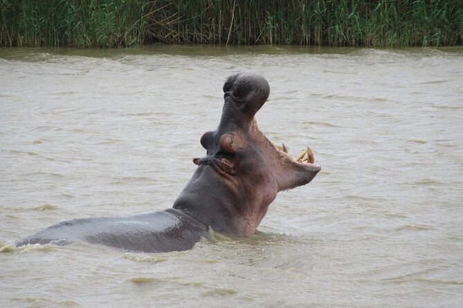 Hippo and Croc Boat Cruise in Saint Lucia With Pick-Up - Explore the Saint Lucia Estuary