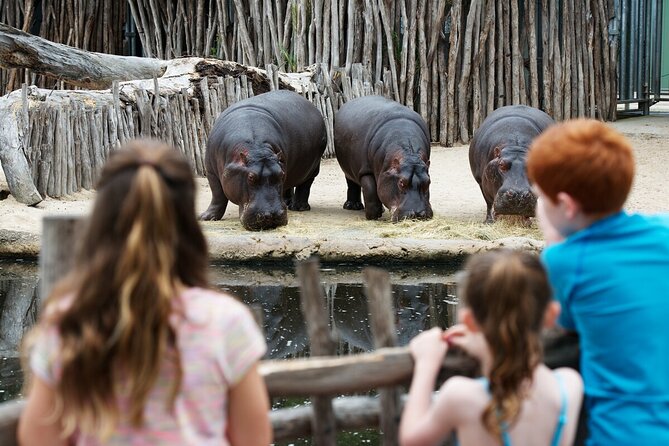 Hippo Experience at Werribee Open Range Zoo - Whats Included