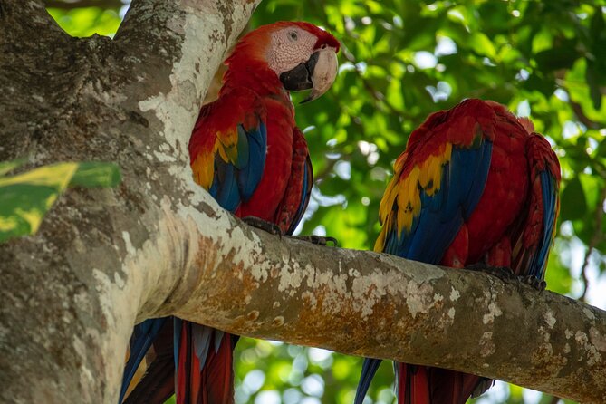 Hire Costa Rica Driver for 10-Hour (Solo Traveler) - Service Details