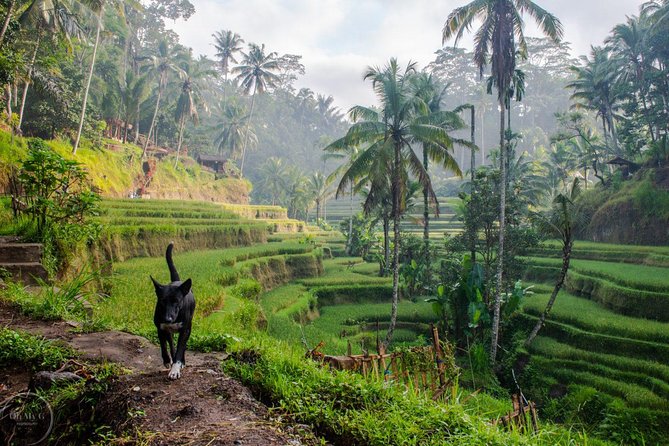 Hire Private Bali Driver - Tour Details and Duration