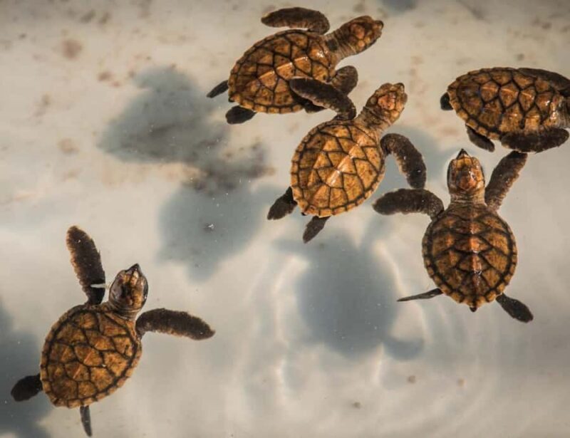 Hire Private Driver Bali - South Bali Tour - Good To Know