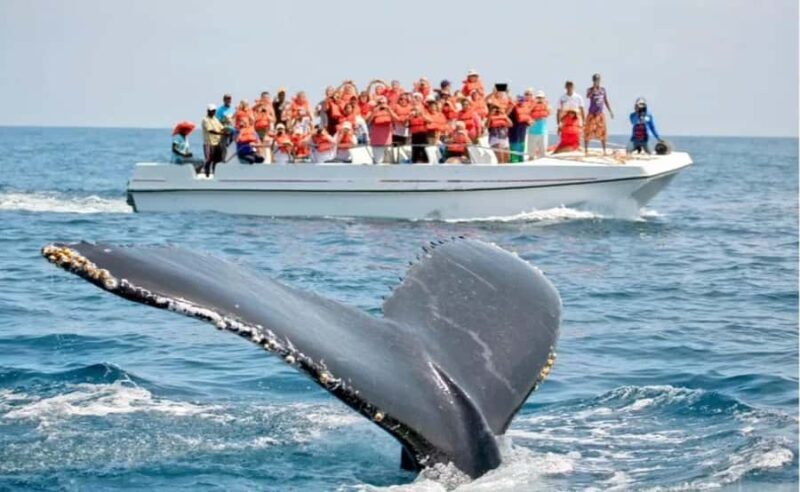 Hiriketiya: Mirissa Beach & Whale Watching Day Trip - An In-Depth Look at the Experience