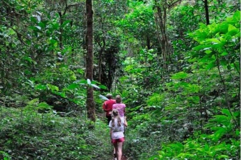 Hiriketiya: Sinharaja Rainforest Guided Day Trip - What to Expect in the Rainforest