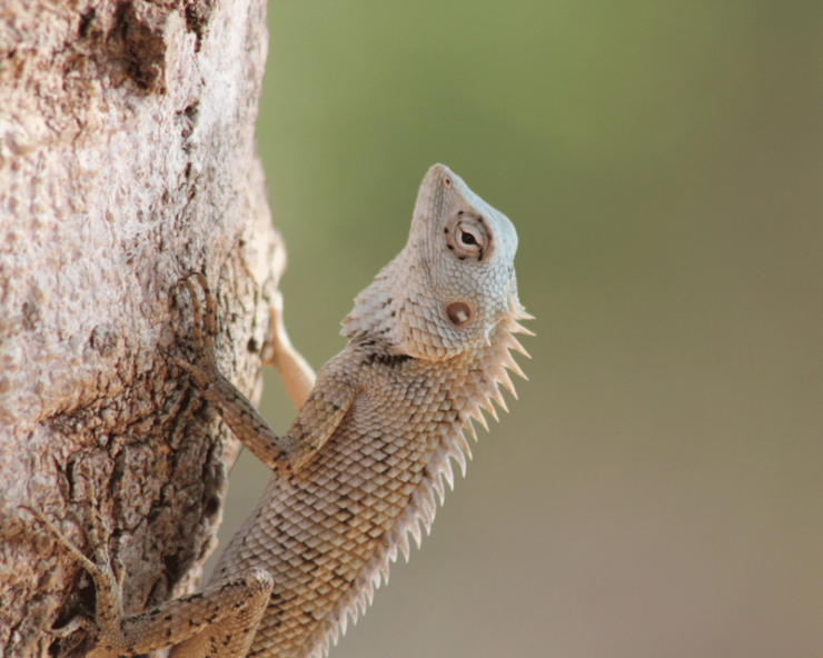 Hiriketiya: Udawalawe & YALA Safaris + Lunch, Drop Off: Ella - Itinerary and Schedule