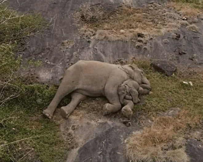 Hiriketiya: Udawalawe & YALA Safaris + Lunch, Drop Off: Ella - Important Information