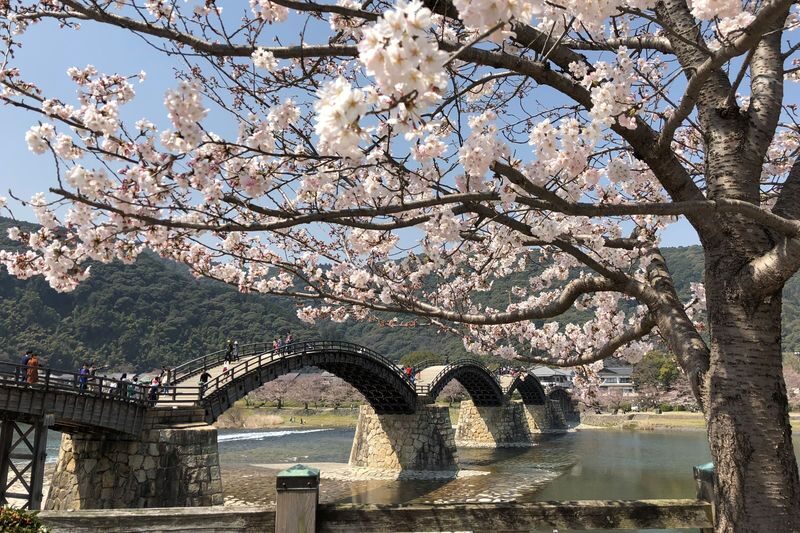 Hiroshima: 9-Hour Private Car Charter - Peace Memorial Park & Miyajima & Kintai Bridge in Iwakuni Day Trip (Departing from Hiroshima City) - Miyajima: shrine, deer and a full afternoon