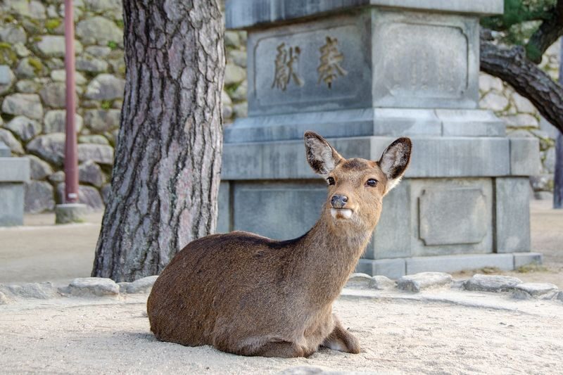 Hiroshima: 9-Hour Private Car Charter - Peace Memorial Park & Miyajima & Kintai Bridge in Iwakuni Day Trip (Departing from Hiroshima City) - Kintai Bridge: a fitting final stop