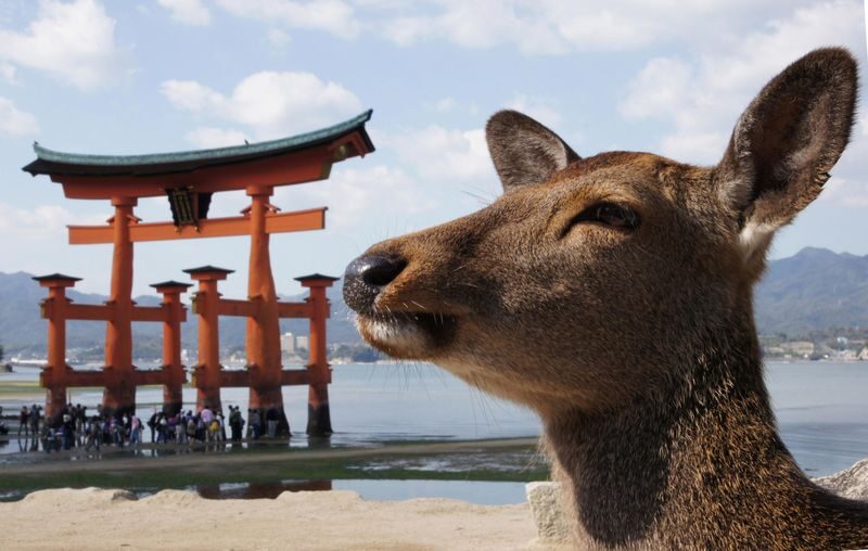 Hiroshima and Miyajima 1 Day Bus Tour with Indian Lunch - A day linking Hiroshima’s memorials and Miyajima