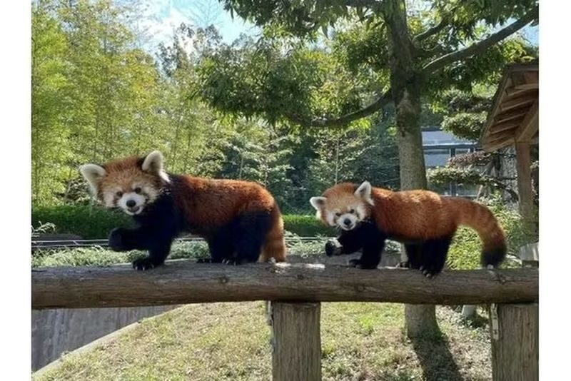 Hiroshima City Asa Zoological Park Ticket - At a glance
