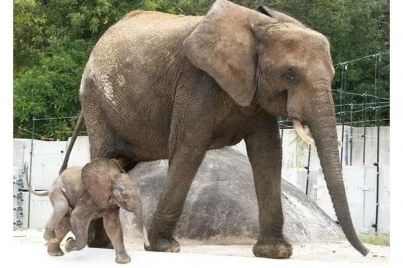 Hiroshima City Asa Zoological Park Ticket - Opening hours, closures, and ticket timing