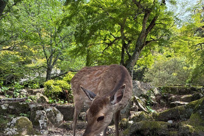 Hiroshima Customize Tour with Government Licensed Guide - Final Words