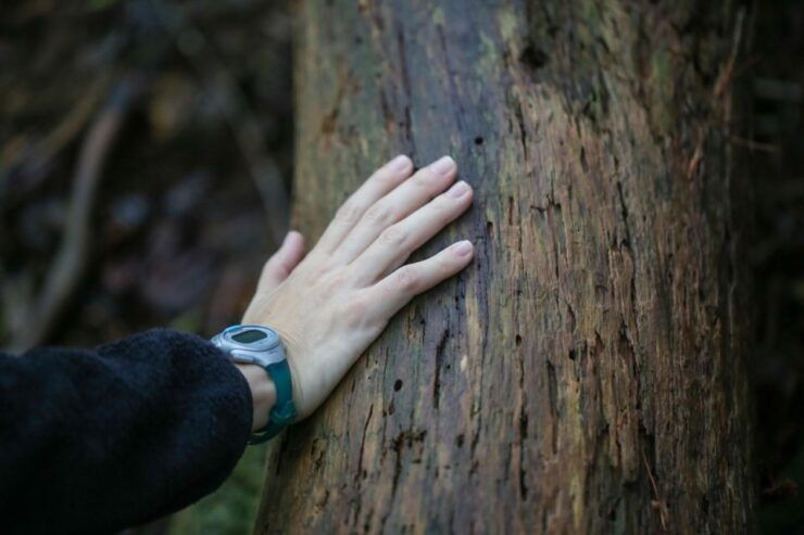 Hiroshima: Hike up Mt. Omine & Panoramic View With Coffee - Description of the Activity