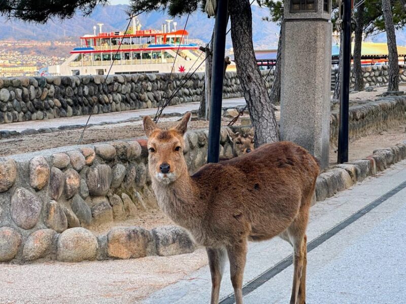 Hiroshima: Hiroshima and Miyajima UNESCO Sites Full-Day Tour - Who Should Consider This Tour?