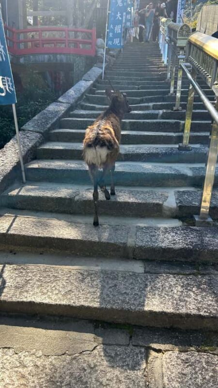 Hiroshima & Miyajima: 6.5-Hour Private Tour (Spanish Guide) - What to Expect from This Tour