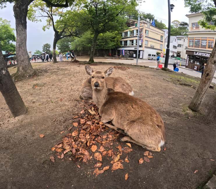 Hiroshima Miyajima and Bomb Dome Private Tour - FAQ