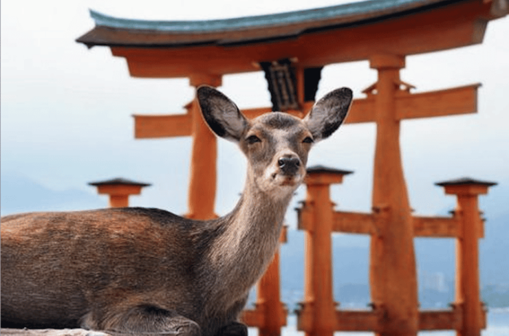 Hiroshima/Miyajima Private Custom Tour With Local Guide - Experience Highlights