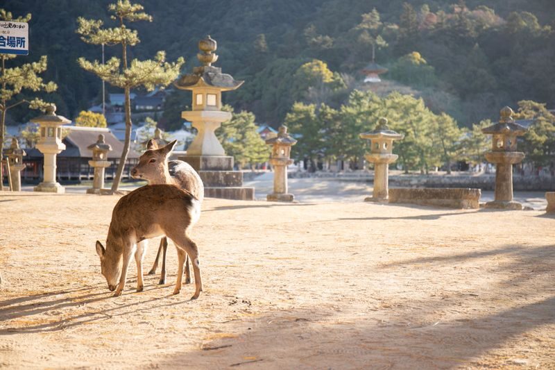 Hiroshima & Miyajima Private Full-Day Walking Tour - Is the Price Worth It?