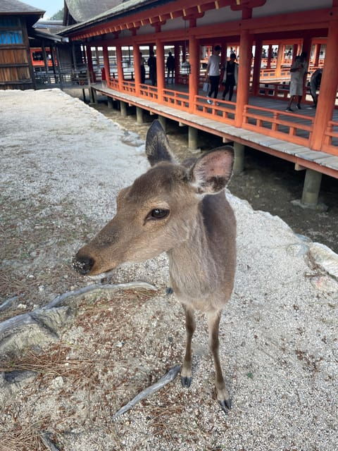 Hiroshima & Miyajima Satisfying Private Gem Tour W/ Local 7h - Good To Know