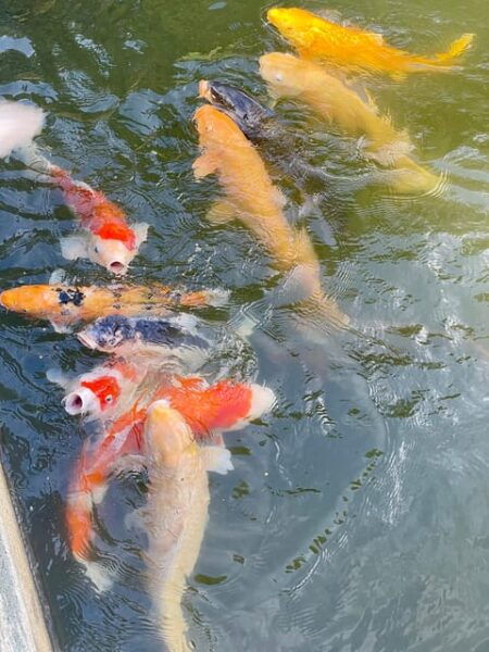 Hiroshima & Miyajima Satisfying Private Gem Tour W/ Local 7h - Pricing and Discounts