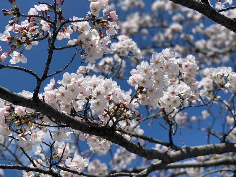Hiroshima Must-See Highlights: Private Tour with a Local - The Sum Up: Why This Tour Is a Great Choice