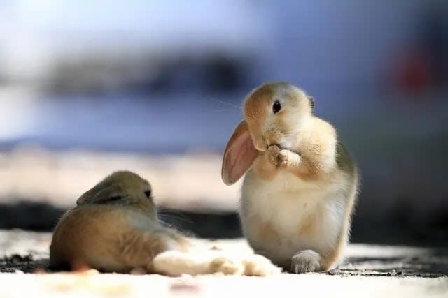 Hiroshima Saijo Sake & Okunoshima Private Full-Day Tour - From Hiroshima Station to Rabbit Island