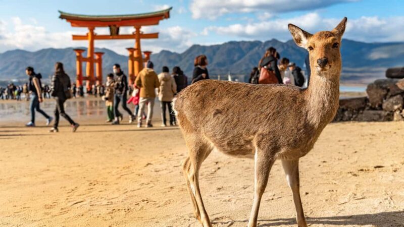 Hiroshima to Miyajima: Private Custom Tour with Ferry Ride - Discover Miyajima with a Private Custom Tour from Hiroshima