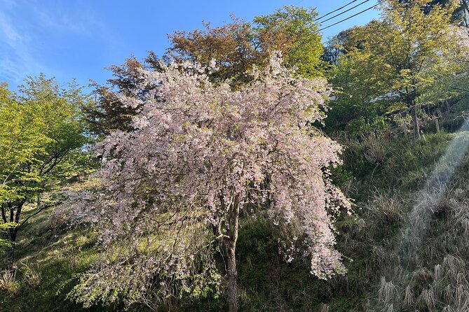 Historic and Natural Guided Hike in Yoshino - Copyright and Terms & Conditions