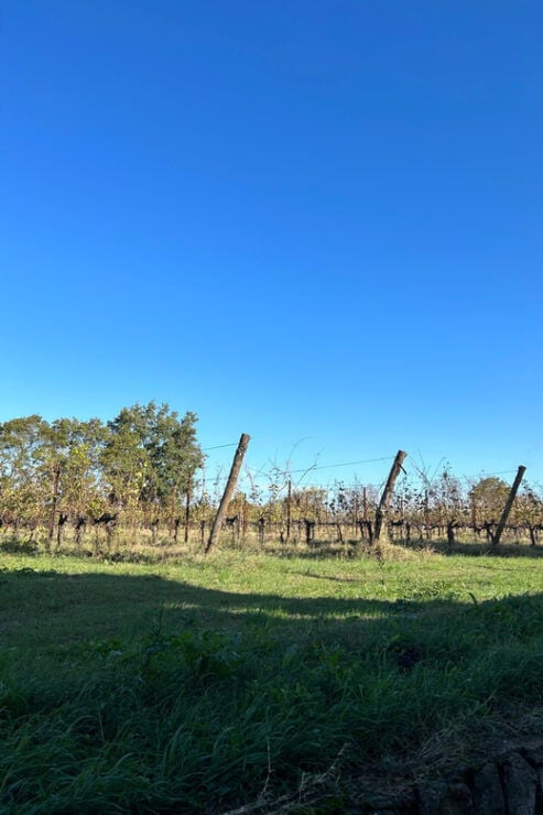 Historic Center Tour + Tasting and Lunch at a Winery - Highlights of Bologna