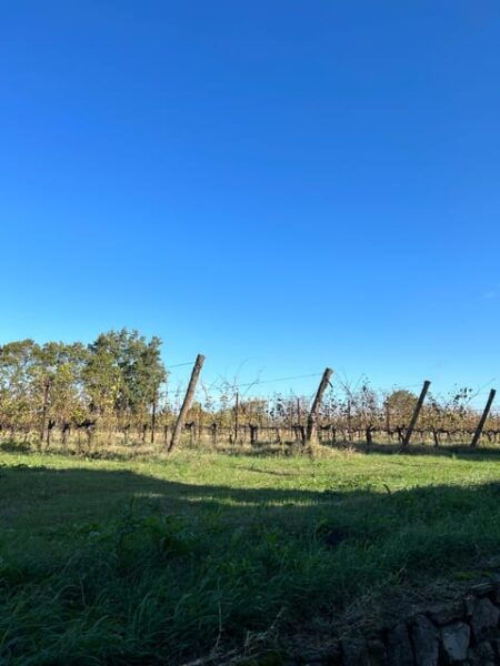 Historic Center Tour + Tasting and Lunch at a Winery - Cancellation Policy