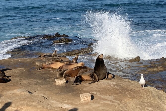 Historic La Jolla Walking Tour - The Sum Up