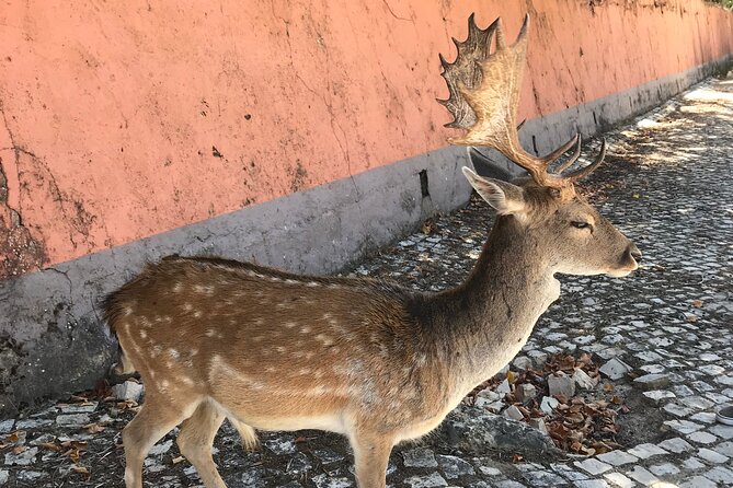 Historic Private Guided Full-Day Tour Around Mafra and Ericeira - Tour Highlights