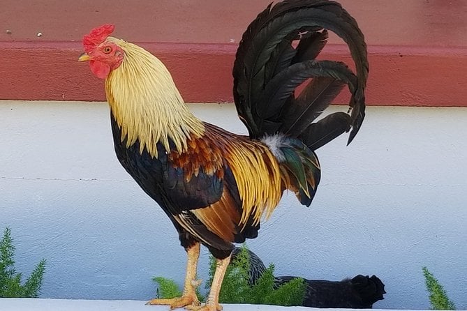 Historic Ybor City Food Walking Tour - The Sum Up
