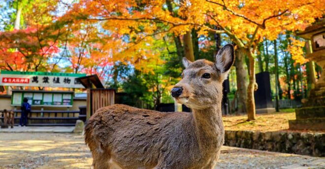 Historical Nara & Kyoto Bus Tour - Cultural Experiences