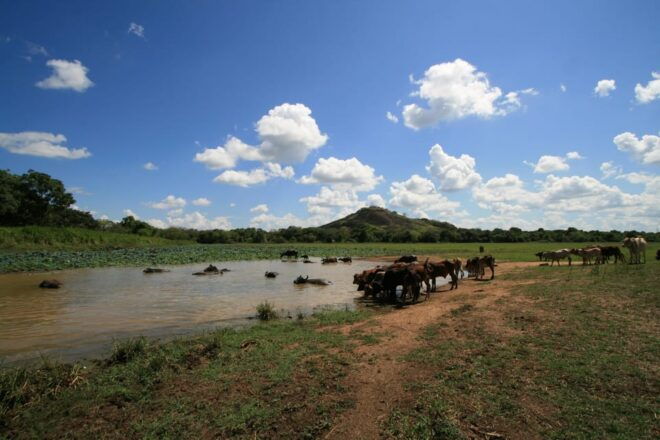 Historical Sri Lanka 5 Days Tour - Day 1 Highlights