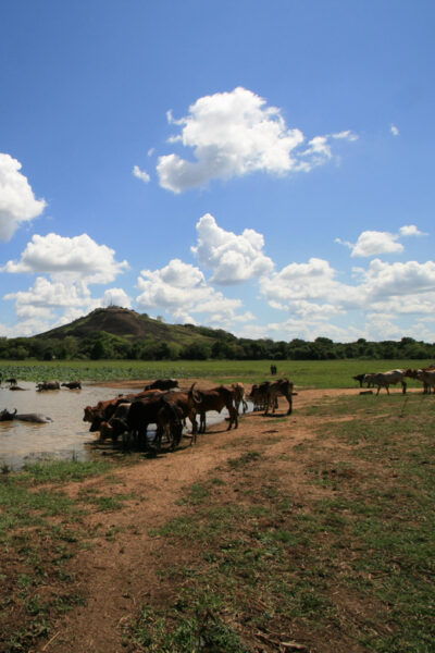 Historical Sri Lanka 5 Days Tour - Tour Inclusions