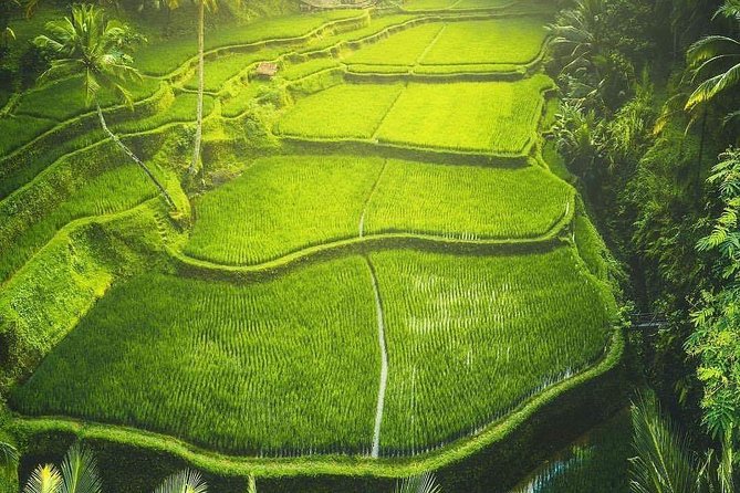 Historical Trip to "Cemeterytrunyan Village, Batur Volcano View & Rice Terrace - Village Exploration