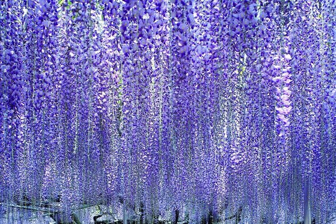 Hitachi National Seaside Parks Flowers & Ashikaga Flower Park - Meeting and Pickup