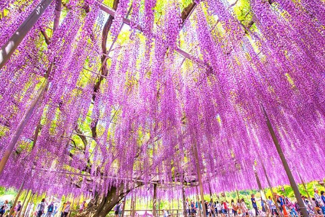 Hitachi National Seaside Parks Flowers & Ashikaga Flower Park - Additional Information